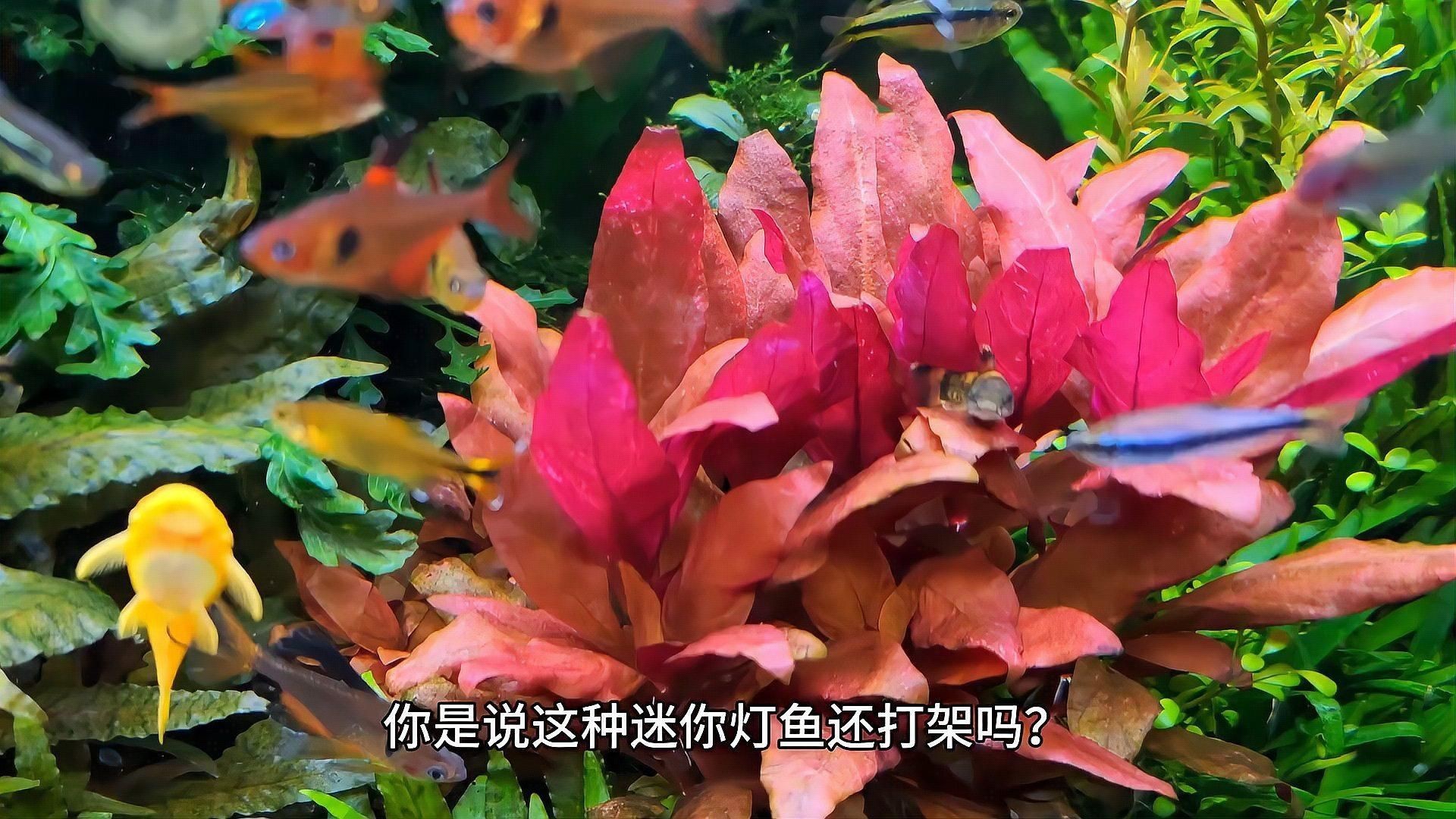 混養時如何避免爭斗問題？【魚缸混養如何避免爭斗問題】