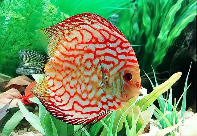七彩神仙魚難養的原因【七彩神仙魚+