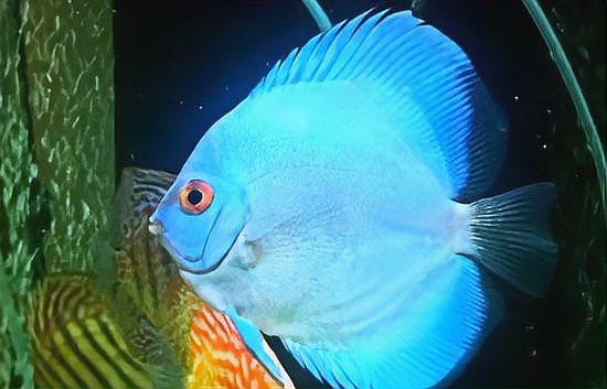 七彩神仙魚難養的原因【七彩神仙魚+