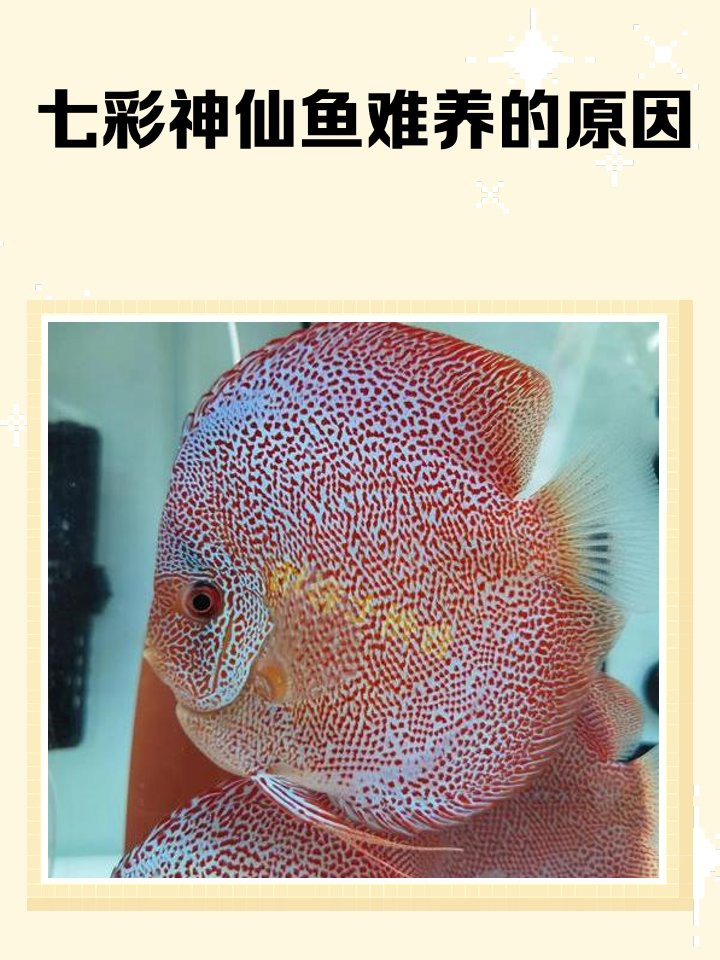 七彩神仙魚難養的原因【七彩神仙魚+