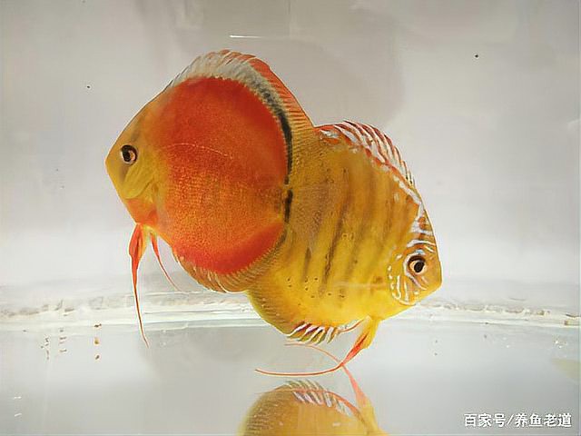 七彩神仙魚難養的原因【七彩神仙魚+