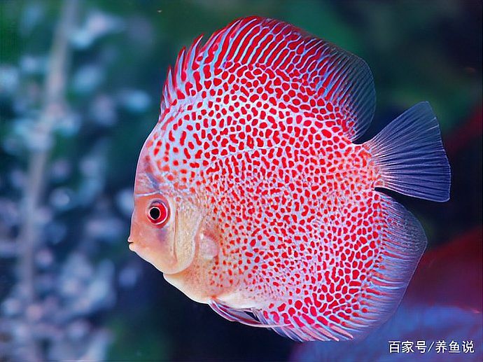 七彩神仙魚難養的原因【七彩神仙魚+