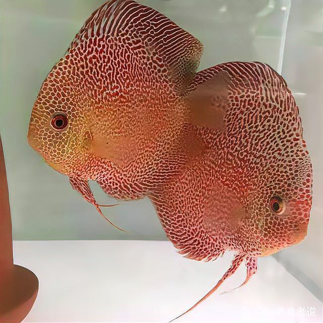 七彩神仙魚難養的原因【七彩神仙魚+