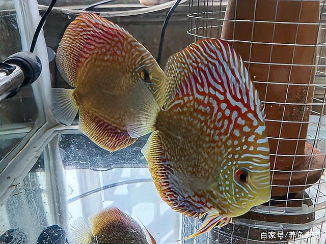 七彩神仙魚難養的原因【七彩神仙魚+