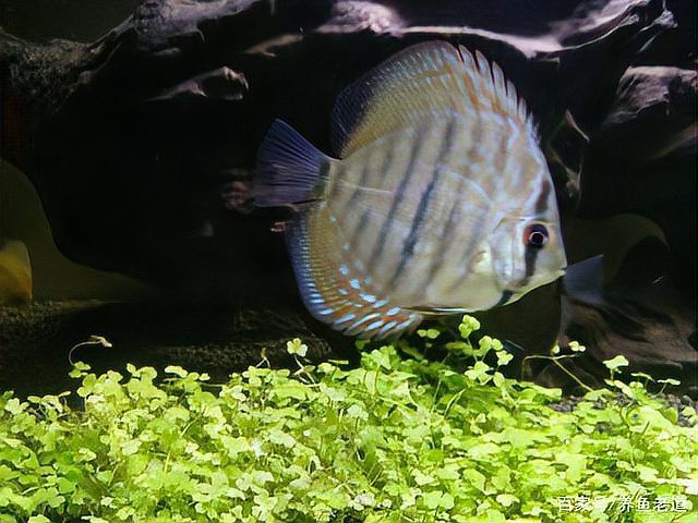 七彩神仙魚難養的原因【七彩神仙魚+