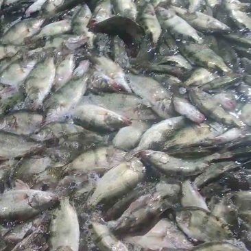 東北鰲花魚多少錢一斤【東北鰲花魚多少錢一斤如何區別野生鰲花魚多少錢一斤】