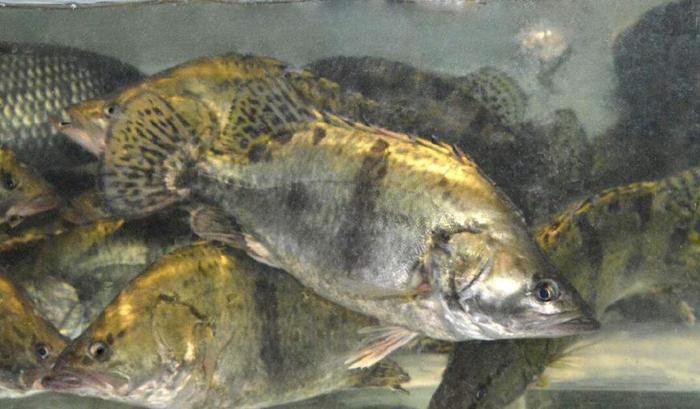 東北鰲花魚多少錢一斤【東北鰲花魚多少錢一斤如何區別野生鰲花魚多少錢一斤】