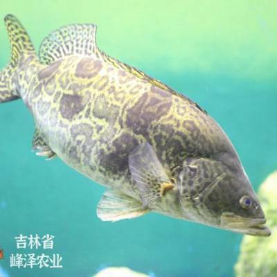 東北鰲花魚多少錢一斤【東北鰲花魚多少錢一斤如何區別野生鰲花魚多少錢一斤】