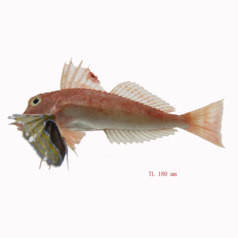 紅娘魚是清道夫嗎【紅娘魚與清道夫魚哪個更有營養惠農網紅娘魚烹飪方法】