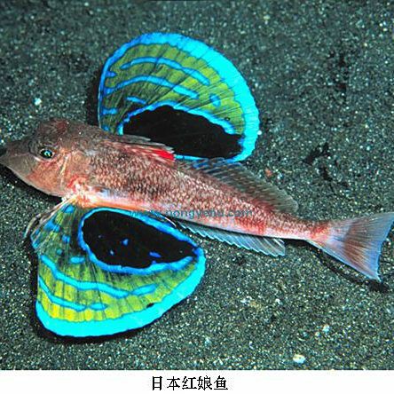 紅娘魚是清道夫嗎【紅娘魚與清道夫魚哪個更有營養惠農網紅娘魚烹飪方法】