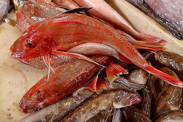 紅娘魚是清道夫嗎【紅娘魚與清道夫魚哪個更有營養(yǎng)惠農(nóng)網(wǎng)紅娘魚烹飪方法】