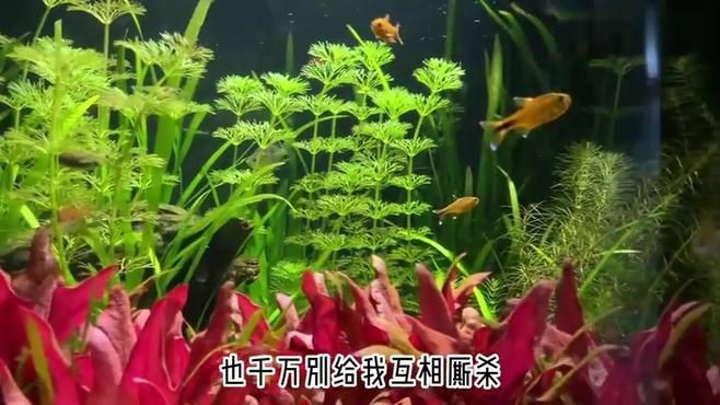 混養的魚種有哪些【適合混養的小型觀賞魚推薦，適合混養的觀賞魚推薦】 混養的魚種有哪些【適合混養的小型觀賞魚推薦，適合混養的觀賞魚推薦】 龍魚論壇 第3張