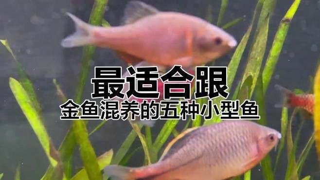 混養的魚種有哪些【適合混養的小型觀賞魚推薦，適合混養的觀賞魚推薦】 混養的魚種有哪些【適合混養的小型觀賞魚推薦，適合混養的觀賞魚推薦】 龍魚論壇 第8張