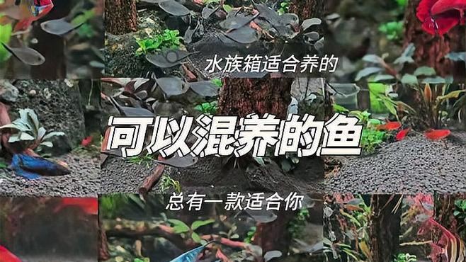 混養的魚種有哪些【適合混養的小型觀賞魚推薦，適合混養的觀賞魚推薦】 混養的魚種有哪些【適合混養的小型觀賞魚推薦，適合混養的觀賞魚推薦】 龍魚論壇 第5張
