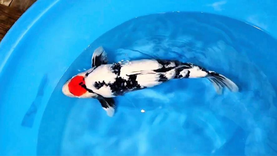 丹頂昭和錦鯉圖片【——丹頂昭和錦鯉品種介紹及鑒賞】