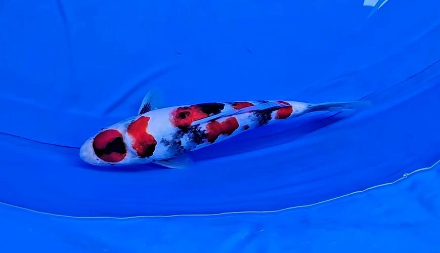 丹頂昭和錦鯉圖片【——丹頂昭和錦鯉品種介紹及鑒賞】