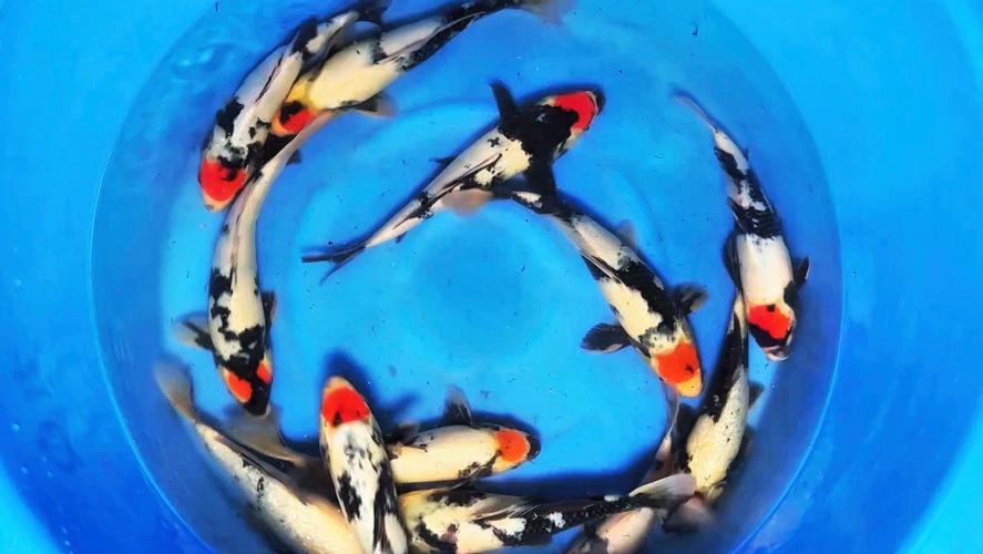 丹頂昭和錦鯉圖片【——丹頂昭和錦鯉品種介紹及鑒賞】