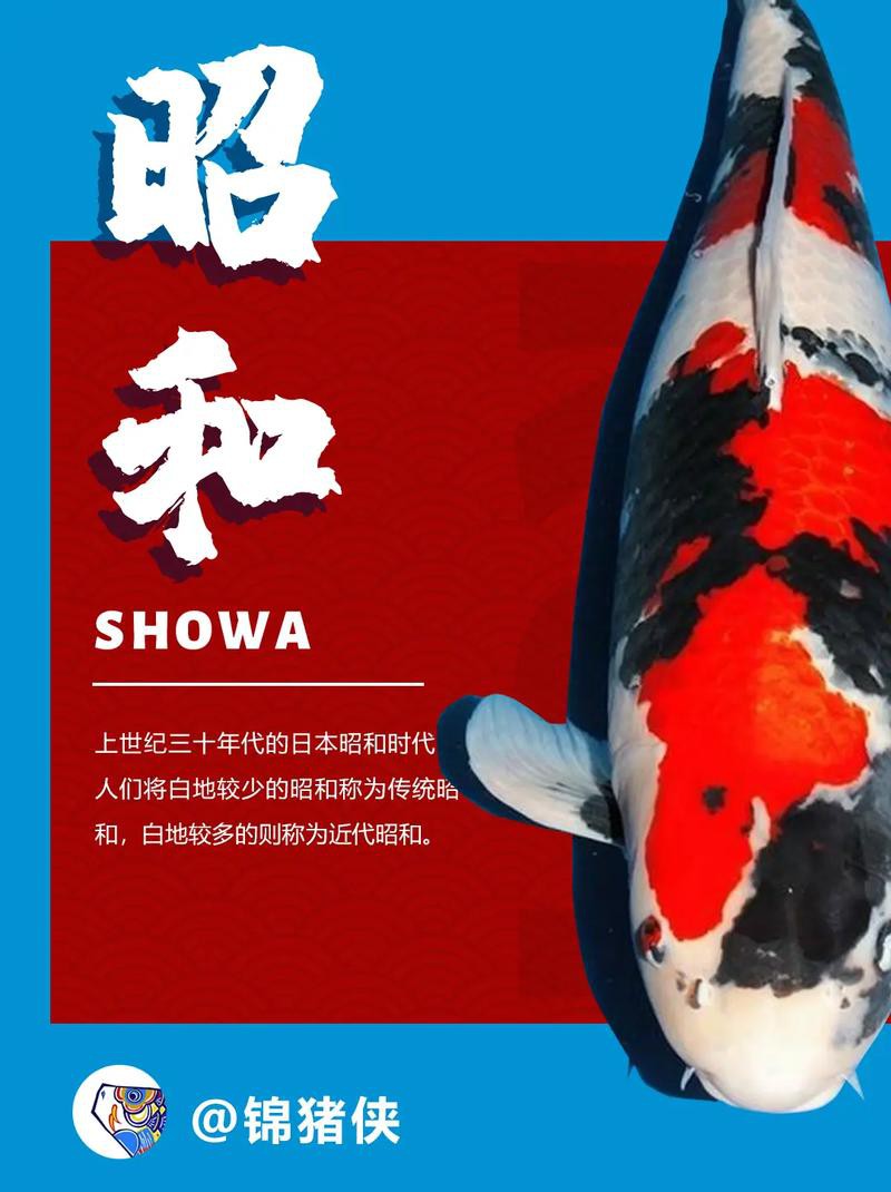丹頂昭和錦鯉圖片【——丹頂昭和錦鯉品種介紹及鑒賞】