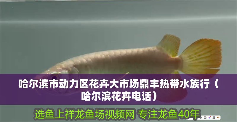 哈爾濱水族店【哈爾濱市區有哪些受歡迎的水族店】 哈爾濱水族店【哈爾濱市區有哪些受歡迎的水族店】 全國水族館企業名錄 第4張