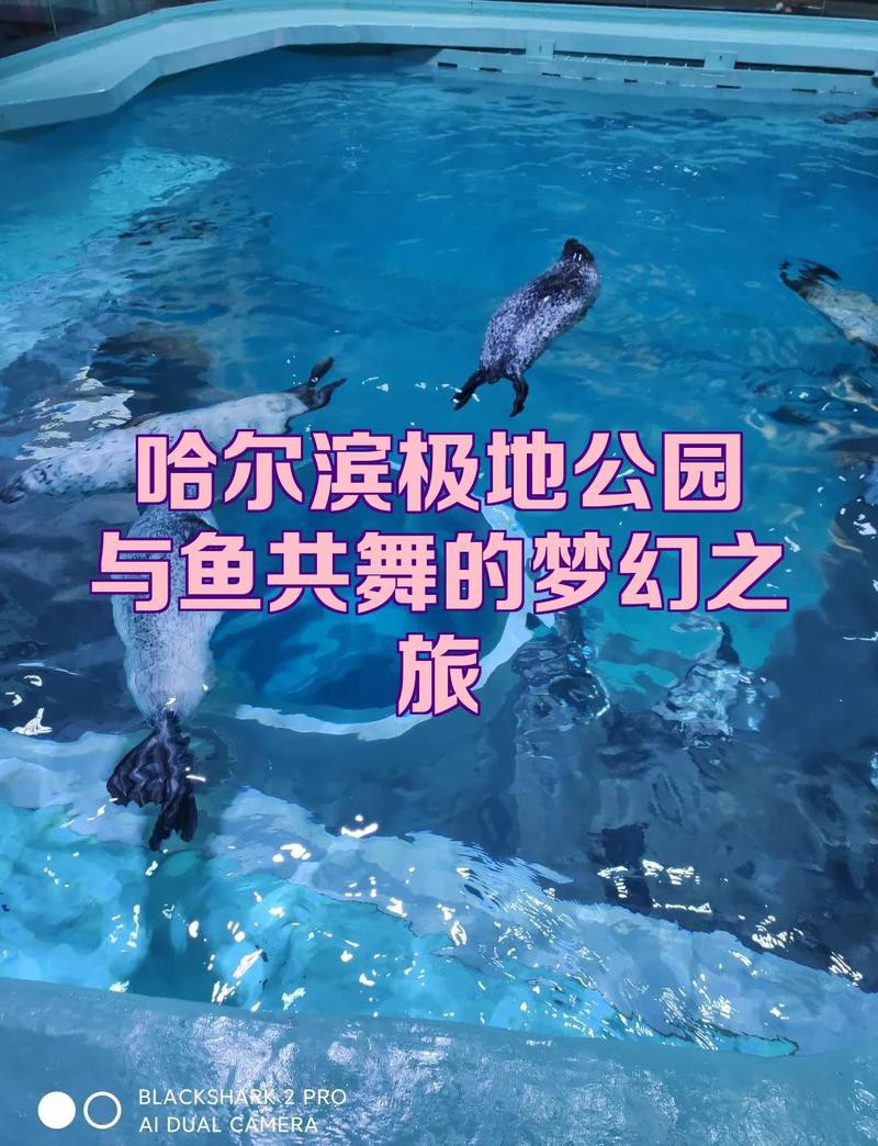 哈爾濱水族店【哈爾濱市區有哪些受歡迎的水族店】 哈爾濱水族店【哈爾濱市區有哪些受歡迎的水族店】 全國水族館企業名錄 第1張