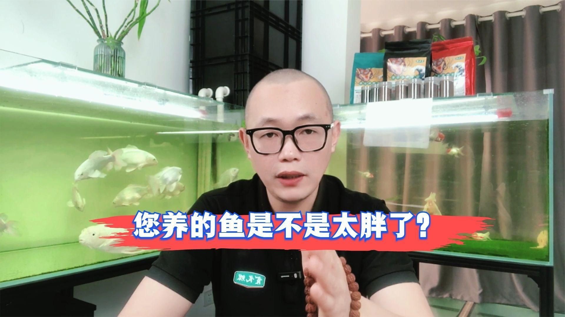 如何判斷小金魚是否肥胖？【如何判斷小金魚是否肥胖】