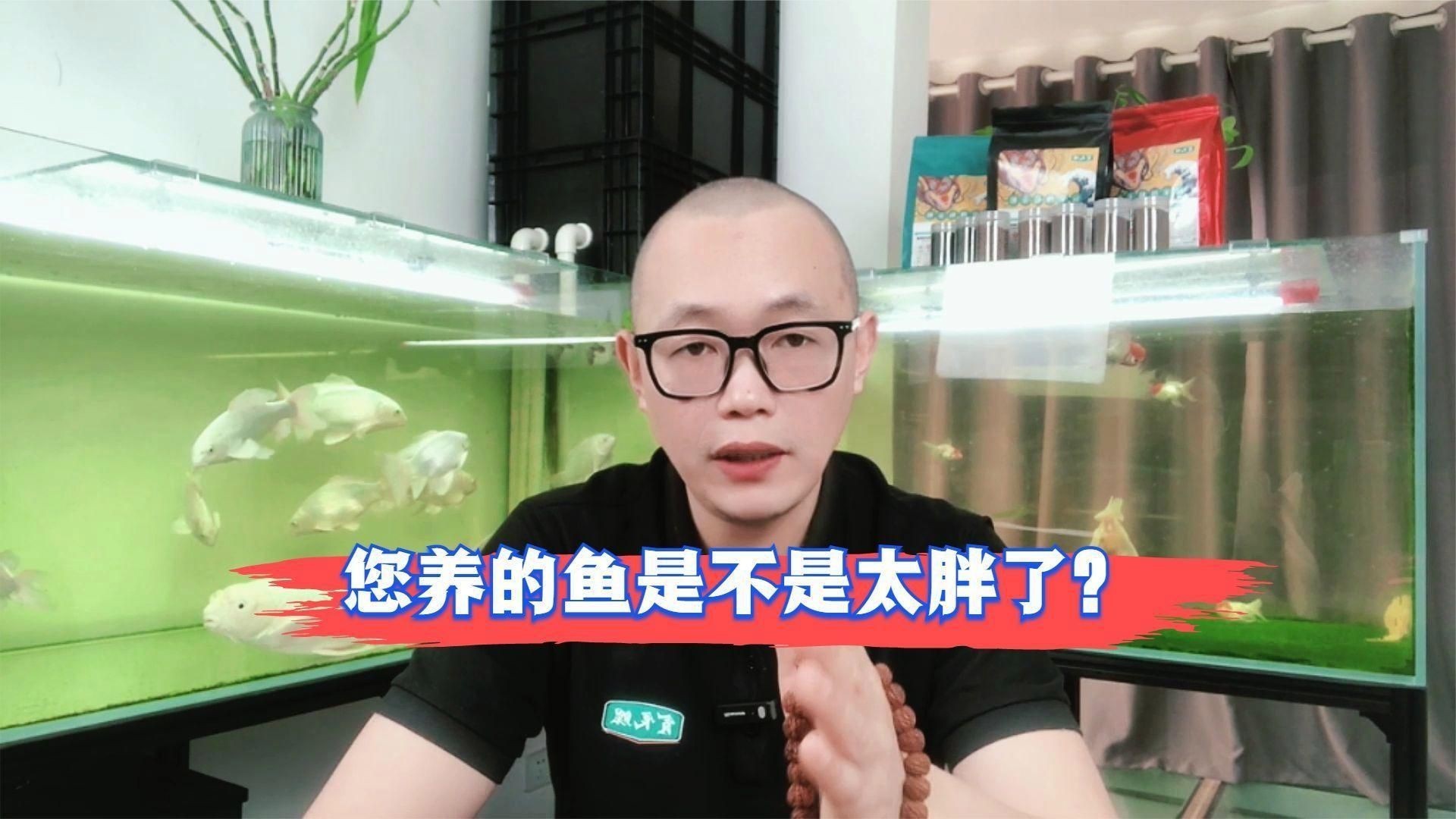 如何判斷小金魚是否肥胖？【如何判斷小金魚是否肥胖】