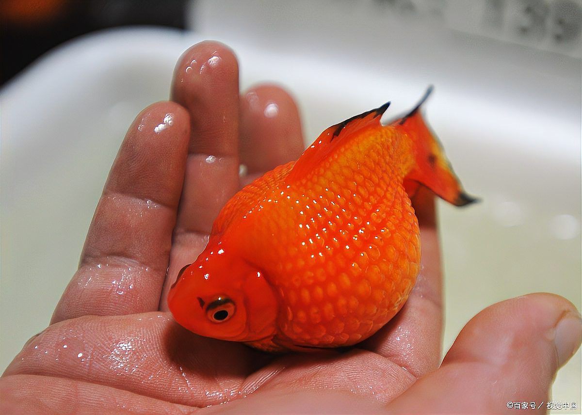 如何判斷小金魚是否肥胖？【如何判斷小金魚是否肥胖】