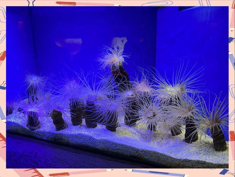 上海哪個海洋館好【上海海洋水族館：一場奇幻的海底之旅】