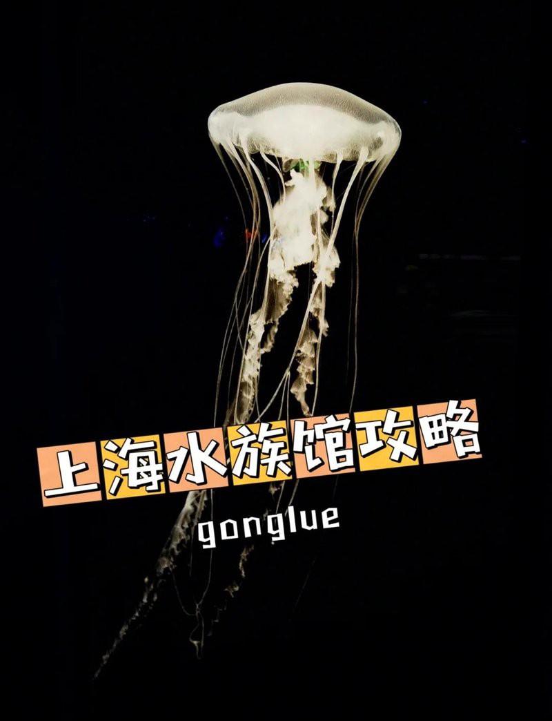 上海哪個海洋館好【上海海洋水族館：一場奇幻的海底之旅】
