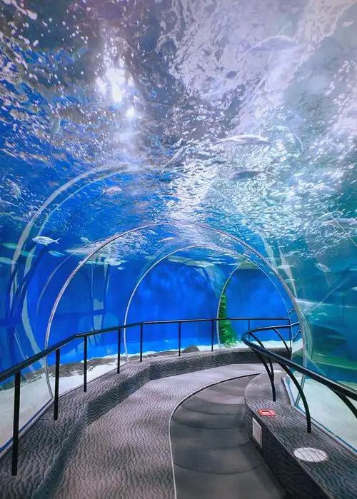 上海哪個海洋館好【上海海洋水族館：一場奇幻的海底之旅】