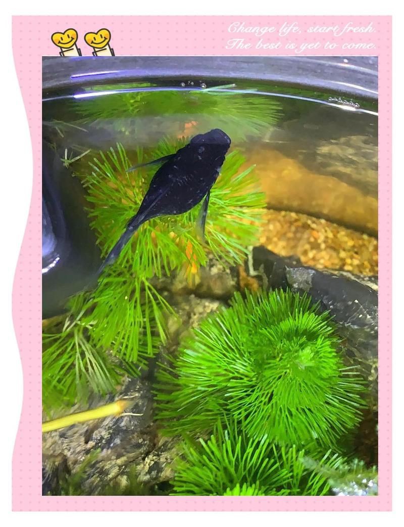 瑪麗球魚追著另一只腹部咬【《瑪麗球魚追著另一只腹部咬》】