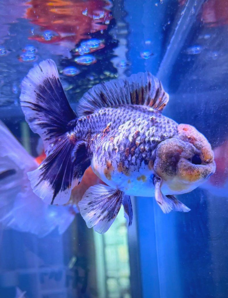 瑪麗球魚追著另一只腹部咬【《瑪麗球魚追著另一只腹部咬》】