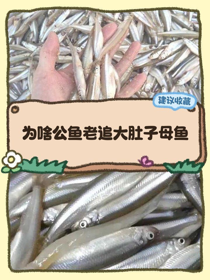 瑪麗球魚(yú)追著另一只腹部咬【《瑪麗球魚(yú)追著另一只腹部咬》】