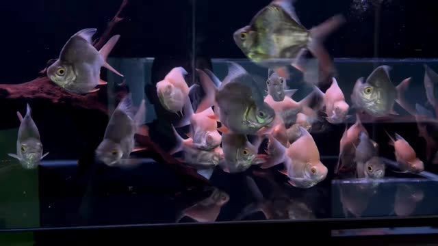商洛龍魚店【商洛地區是否有龍魚養殖戶】