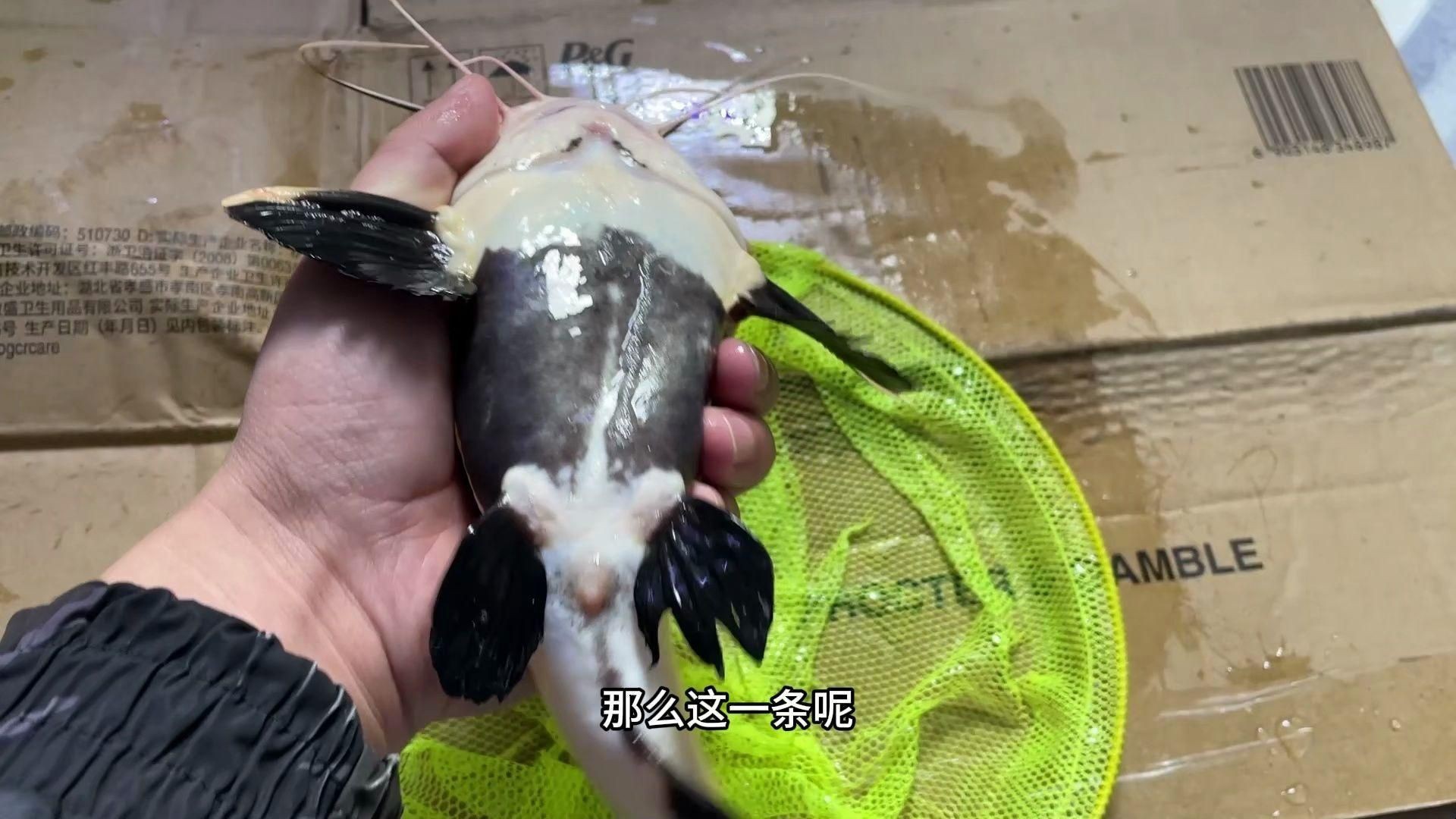 招財貓魚的市場價格是多少？【招財貓魚多少錢】