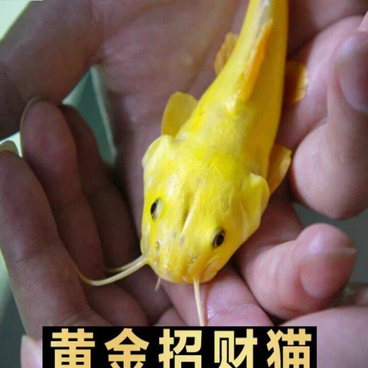 招財貓魚的市場價格是多少？【招財貓魚多少錢】
