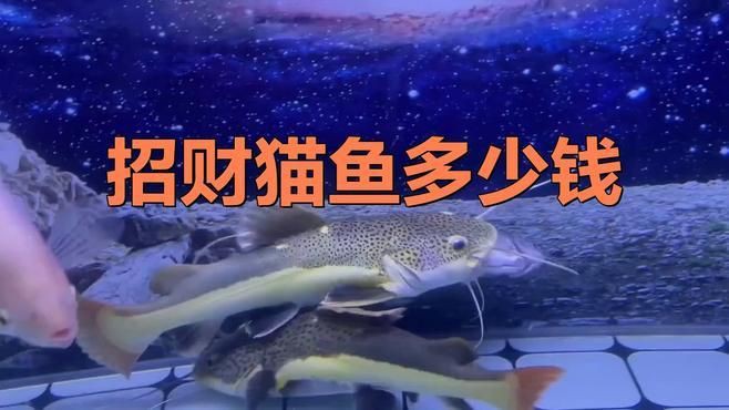 招財貓魚的市場價格是多少？【招財貓魚多少錢】
