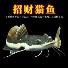 招財貓魚的市場價格是多少？【招財貓魚多少錢】