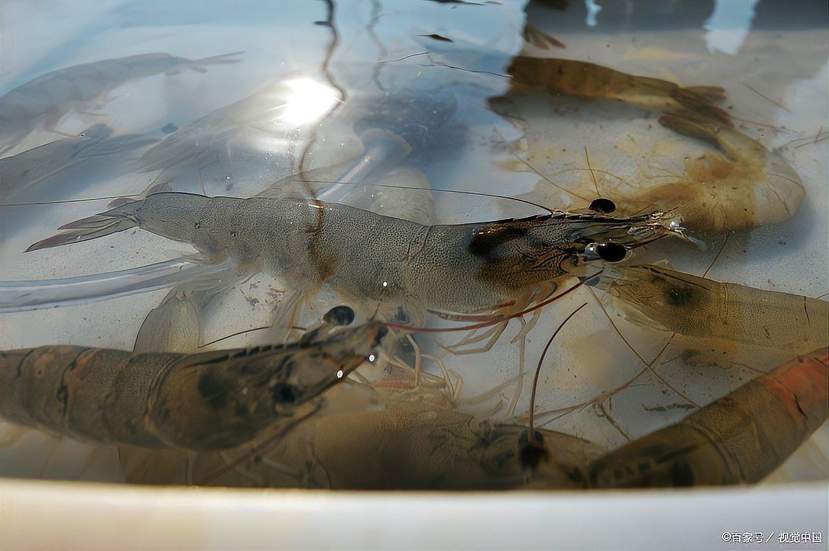 水產細菌性疾病大全【水產養殖中常見的細菌性疾病】 龍魚百科 第12張 水產細菌性疾病大全【水產養殖中常見的細菌性疾病】 水產細菌性疾病大全【水產養殖中常見的細菌性疾病】 龍魚百科 第12張