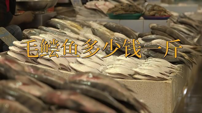 毛鲿魚多少錢一斤【毛鲿魚多少錢一斤馳馳探車域米缸里珍藏了50年的毛鲿魚膠】