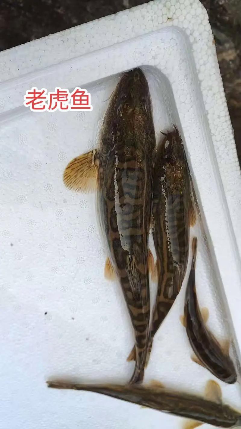 淡水虎魚圖片【快速前進追光者，國際上承認的多種虎魚】