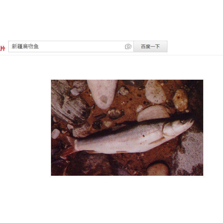 淡水虎魚圖片【快速前進追光者，國際上承認的多種虎魚】