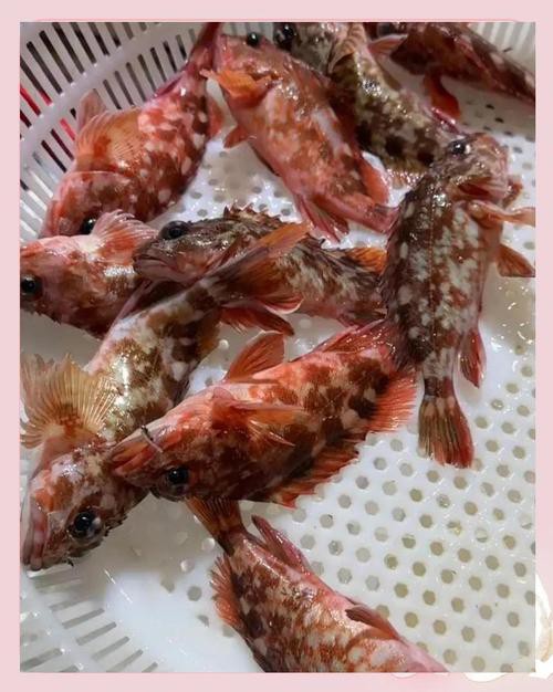 淡水虎魚圖片【快速前進追光者，國際上承認的多種虎魚】