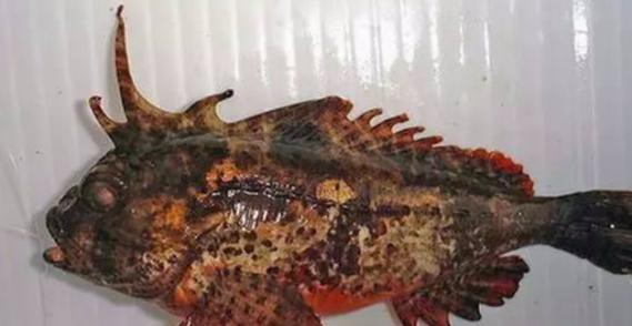 淡水虎魚圖片【快速前進追光者，國際上承認的多種虎魚】