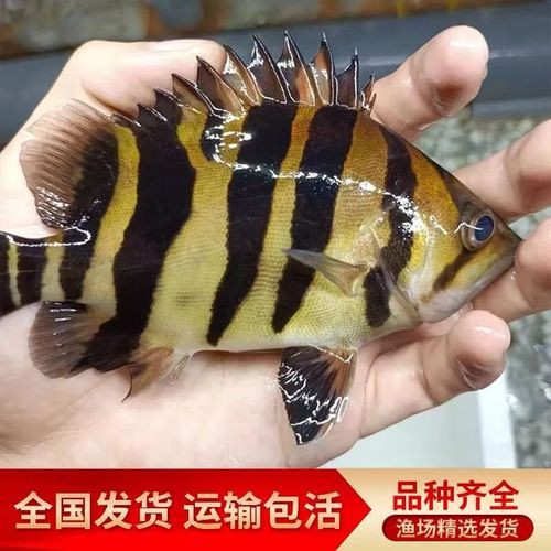 淡水虎魚圖片【快速前進追光者，國際上承認的多種虎魚】