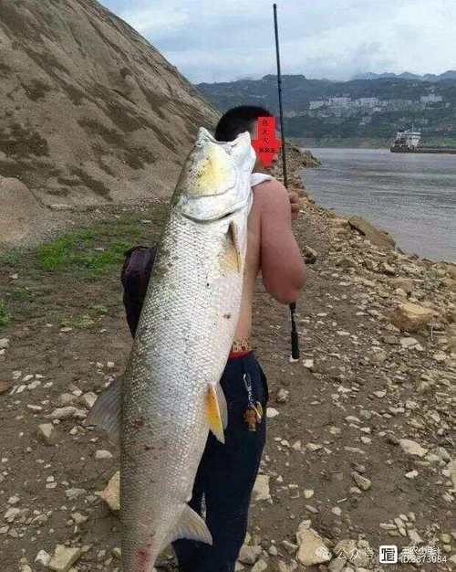 淡水虎魚圖片【快速前進追光者，國際上承認的多種虎魚】