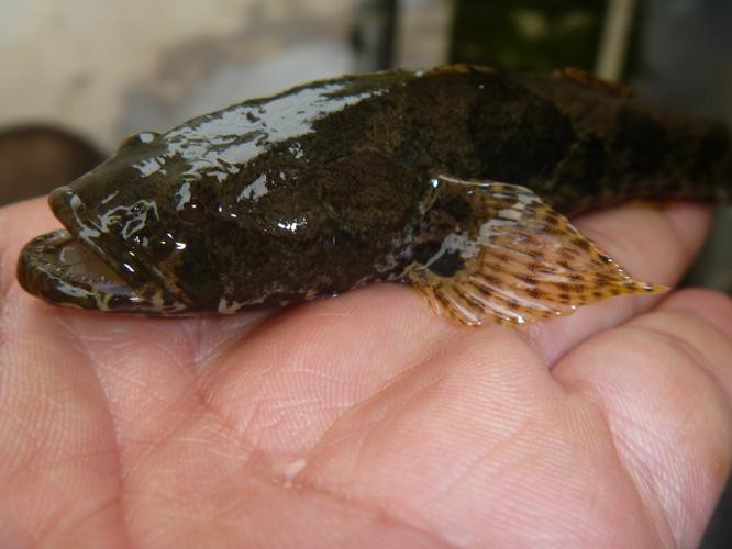 淡水虎魚圖片【快速前進追光者，國際上承認的多種虎魚】