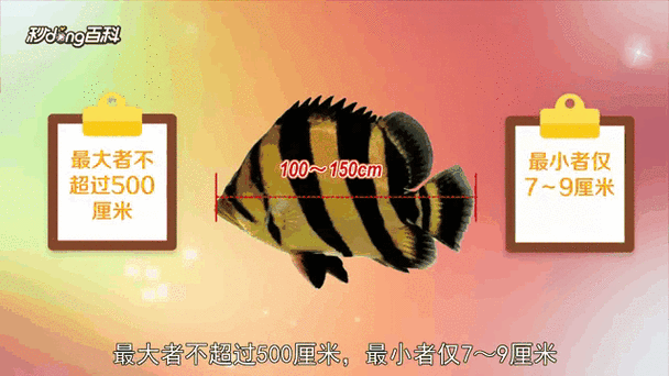 淡水虎魚圖片【快速前進追光者，國際上承認的多種虎魚】