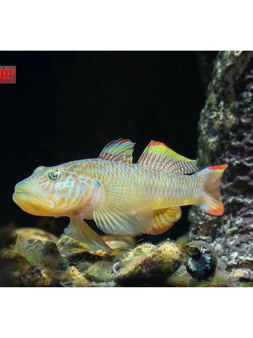 淡水虎魚圖片【快速前進追光者，國際上承認的多種虎魚】