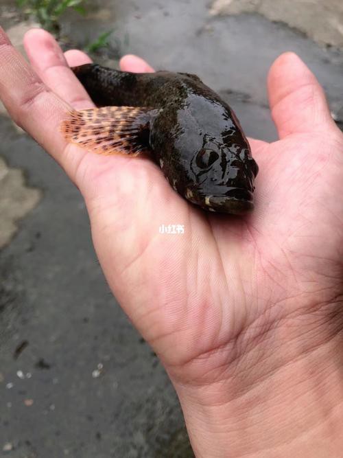 淡水虎魚圖片【快速前進追光者，國際上承認的多種虎魚】